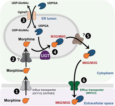 Morphine-3-Glucuronide, Physiology and Behavior